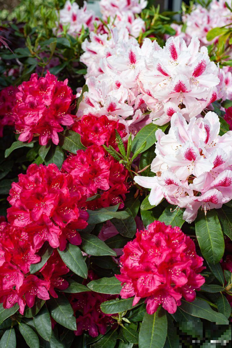 西洋杜鹃花怎么养家庭养法