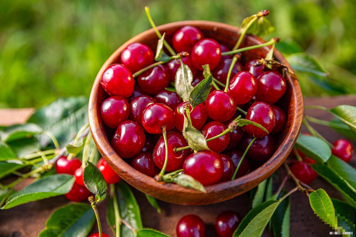 樱桃籽怎么催芽？