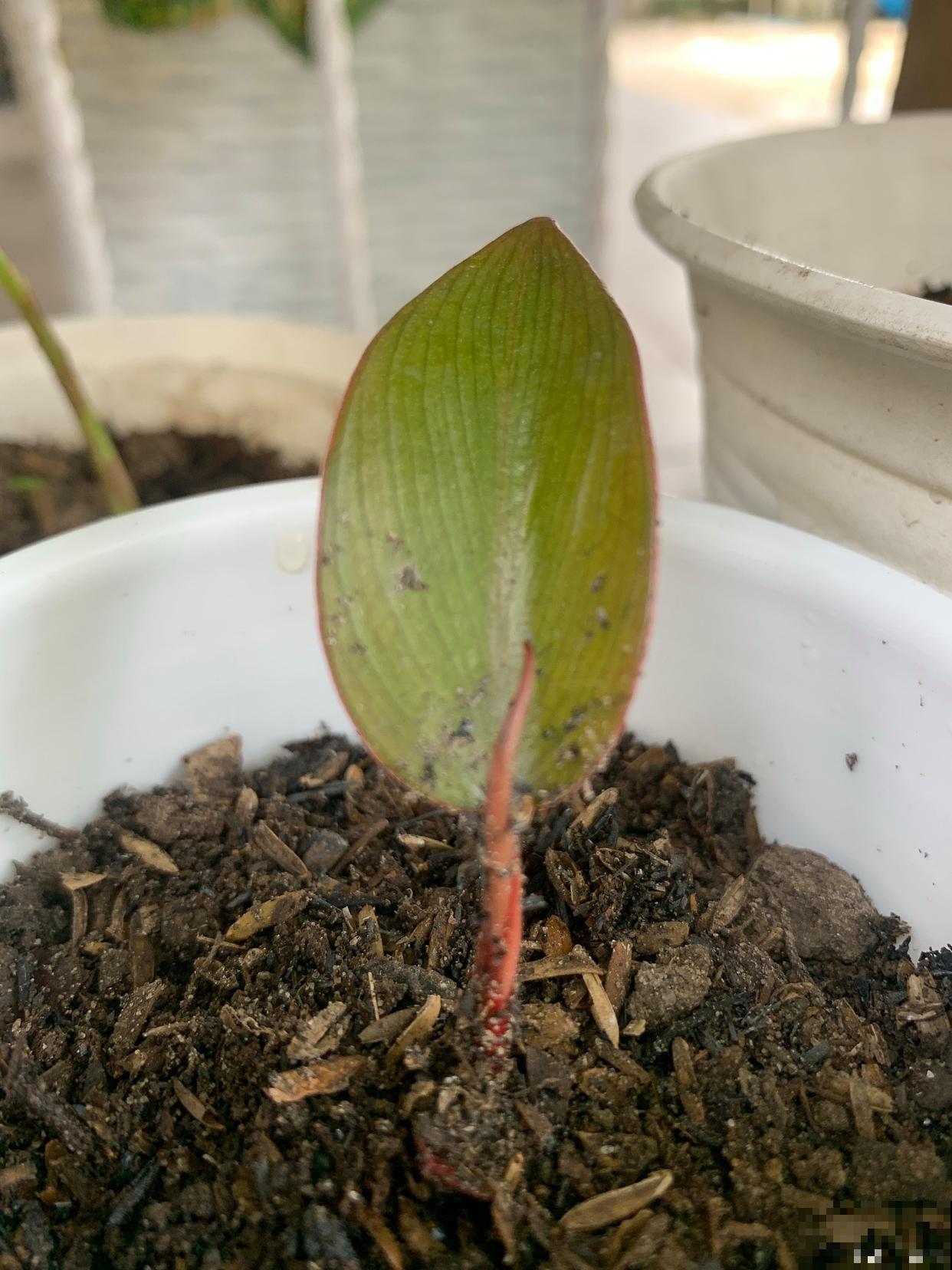 山茶花扦插方法和时间