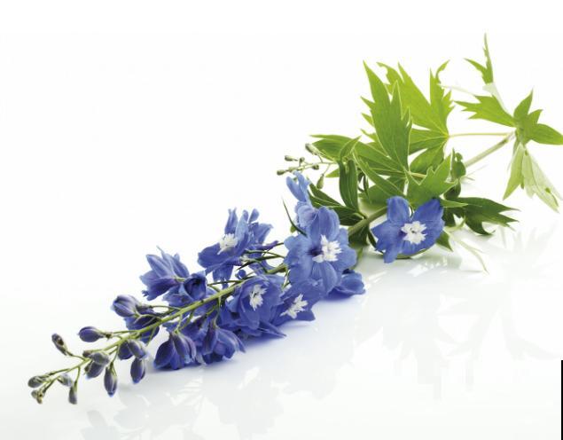 飞燕草种植简单，记住这4步，轻松种出