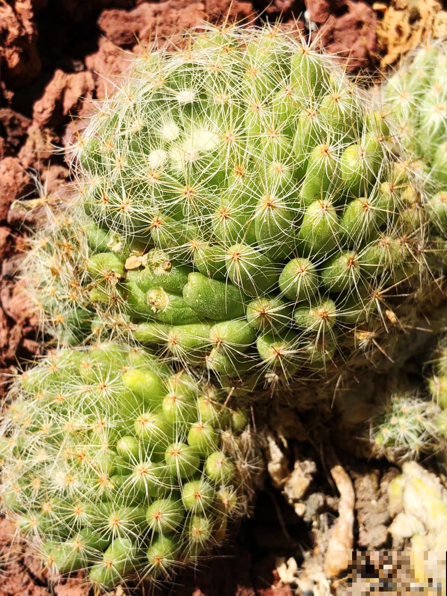 仙人球怎么种植？