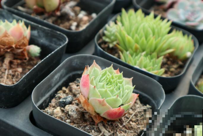 多肉不长根，记住这2种生根方法，轻松解决