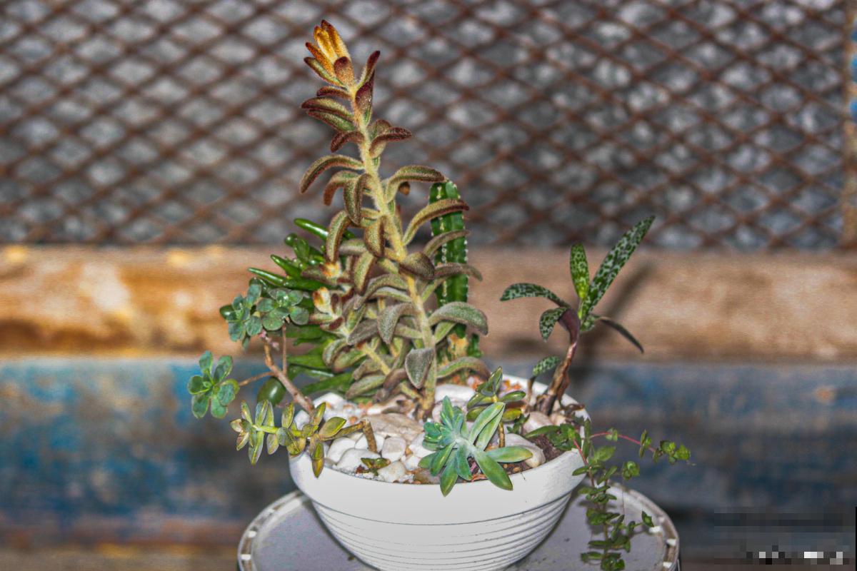 观音莲侧芽怎么栽种