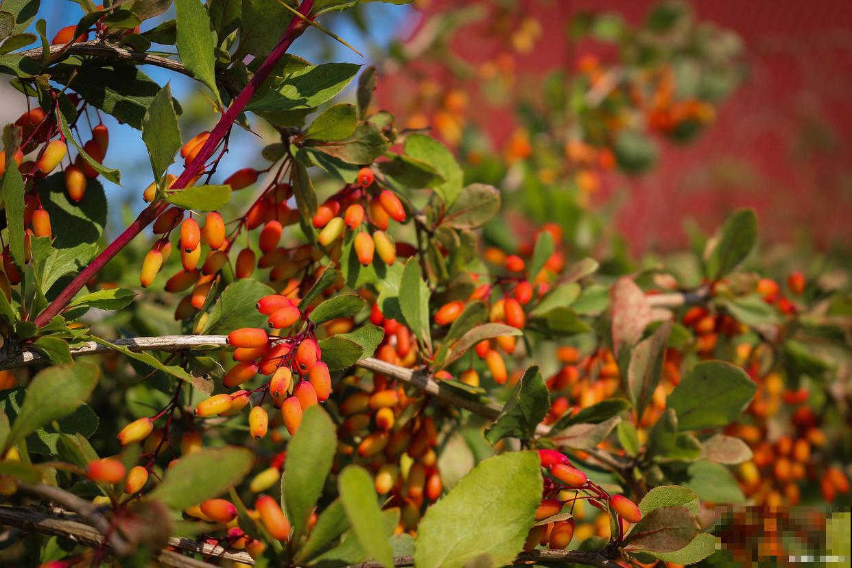 山茱萸花怎么养殖 山茱萸花怎么养殖