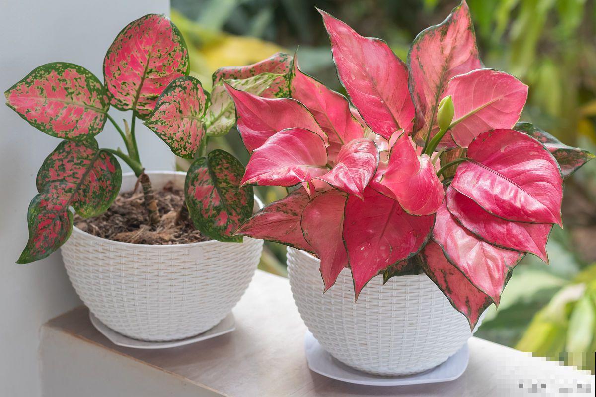 富贵红的养殖方法