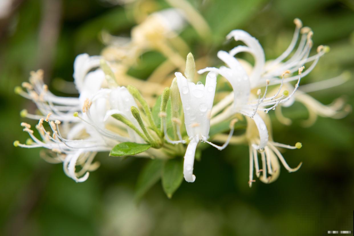 盆栽金银花怎么样攀爬