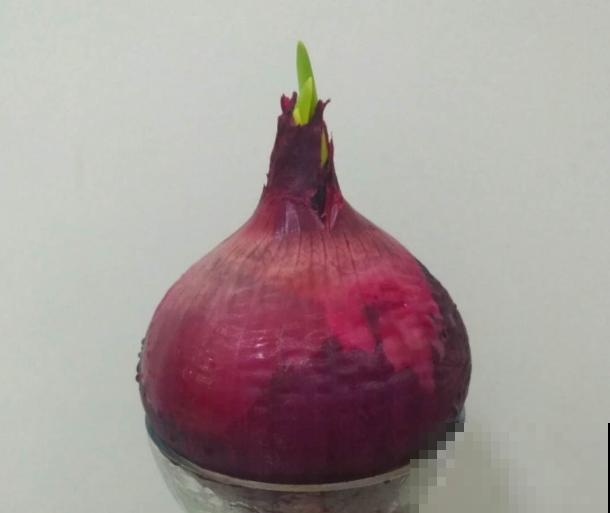 发芽的洋葱不要扔，学会这5步，变成盆栽观赏好