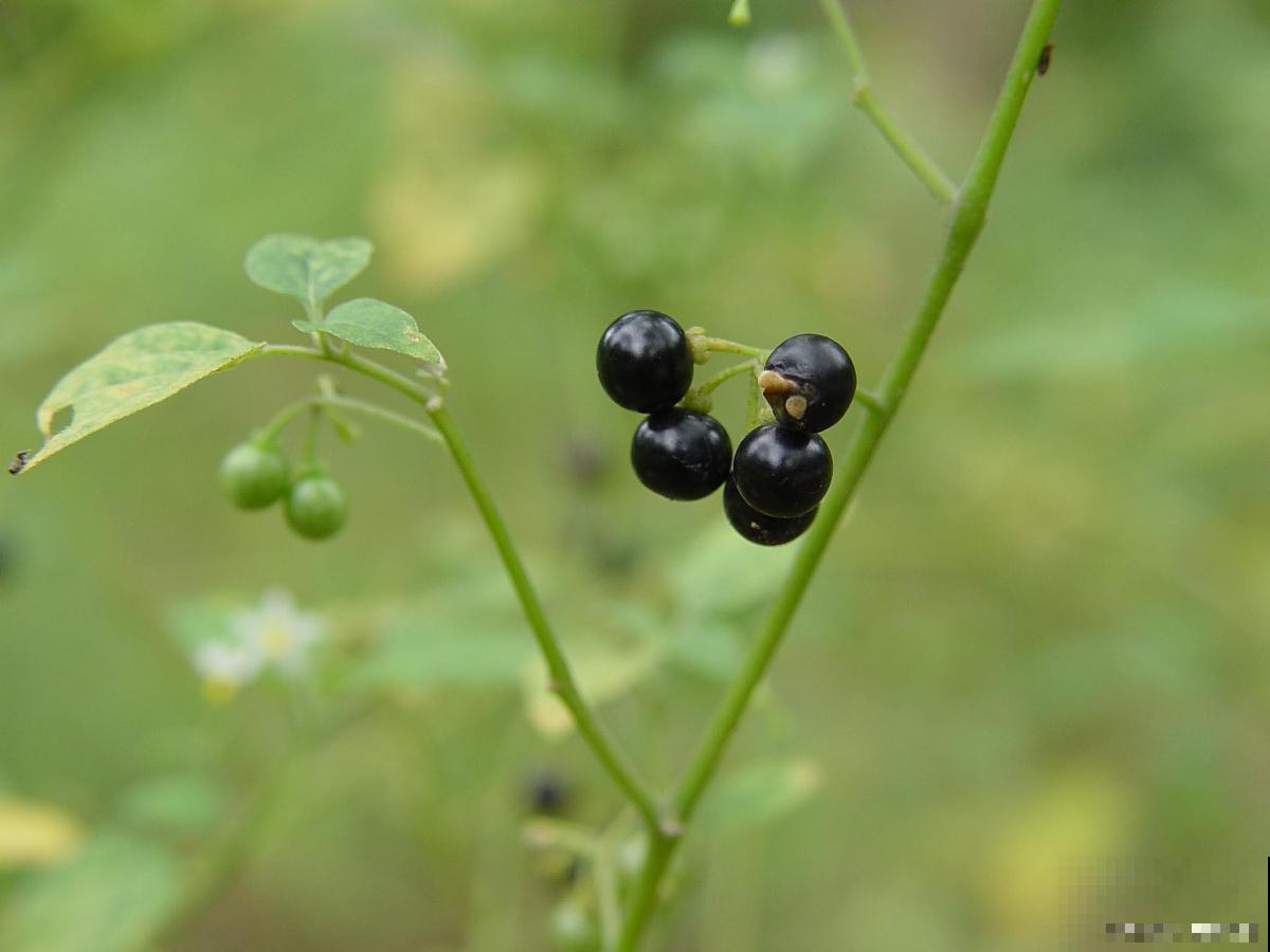 龙葵怎么种植的? 龙葵怎么种植的?