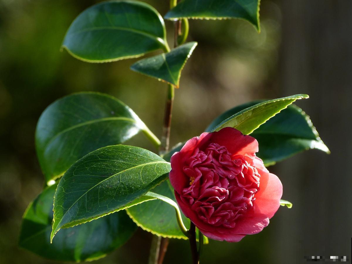 茶花什么时候换盆好 茶花什么时候换盆好