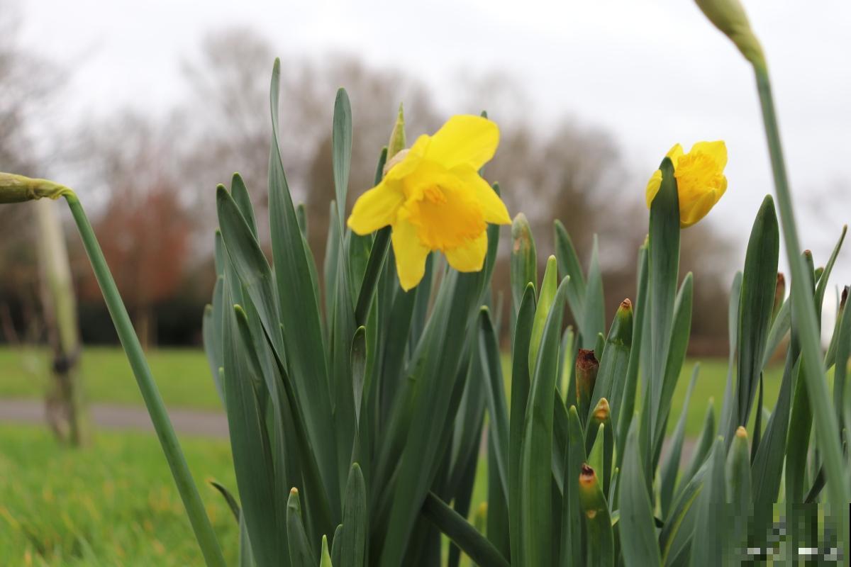 洋水仙开花后怎样留明年