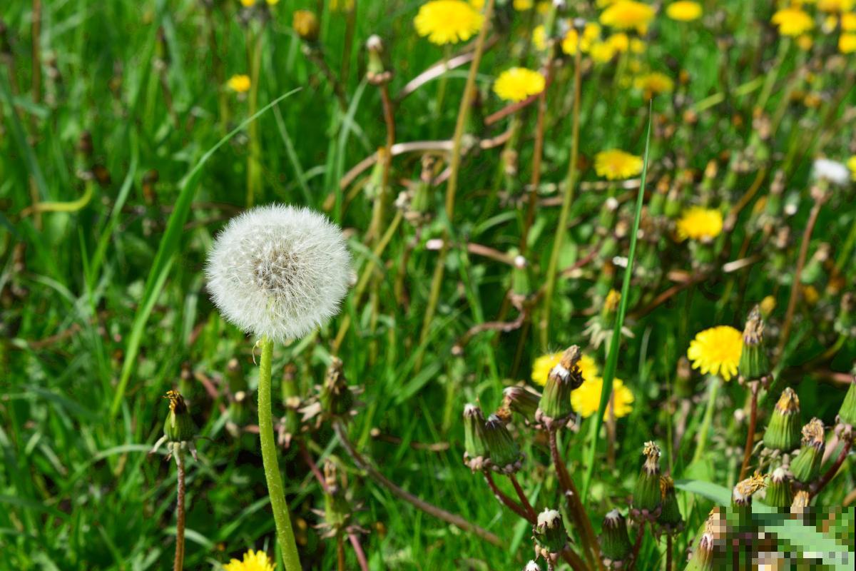 夏天生长的花有哪些