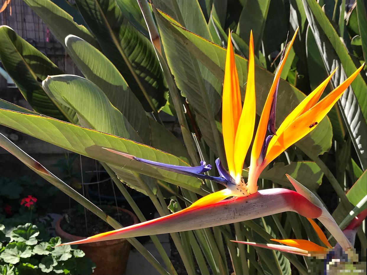 天堂鸟的养殖方法和浇水