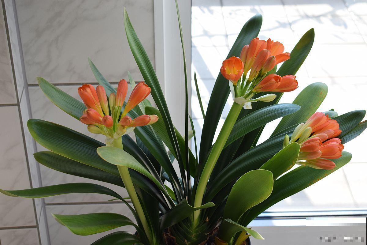 小君子兰怎么养? 小君子兰怎么养?