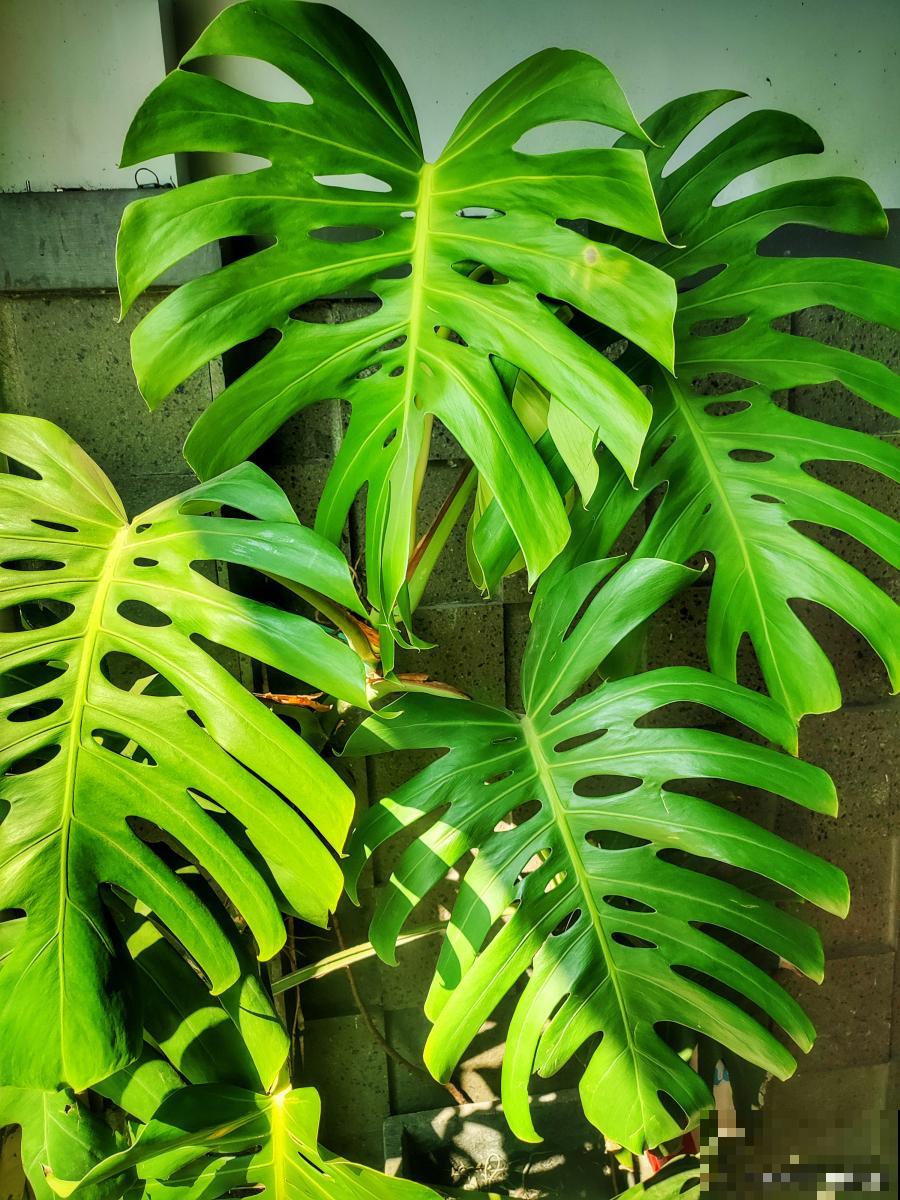 春羽怎么换盆的？