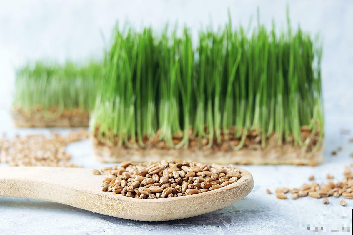 韭菜种子几月份播种