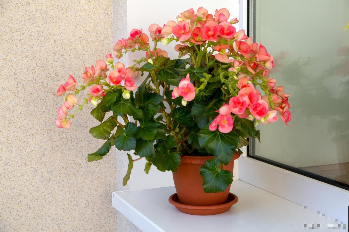 球根海棠怎么浇水? 球根海棠怎么浇水?