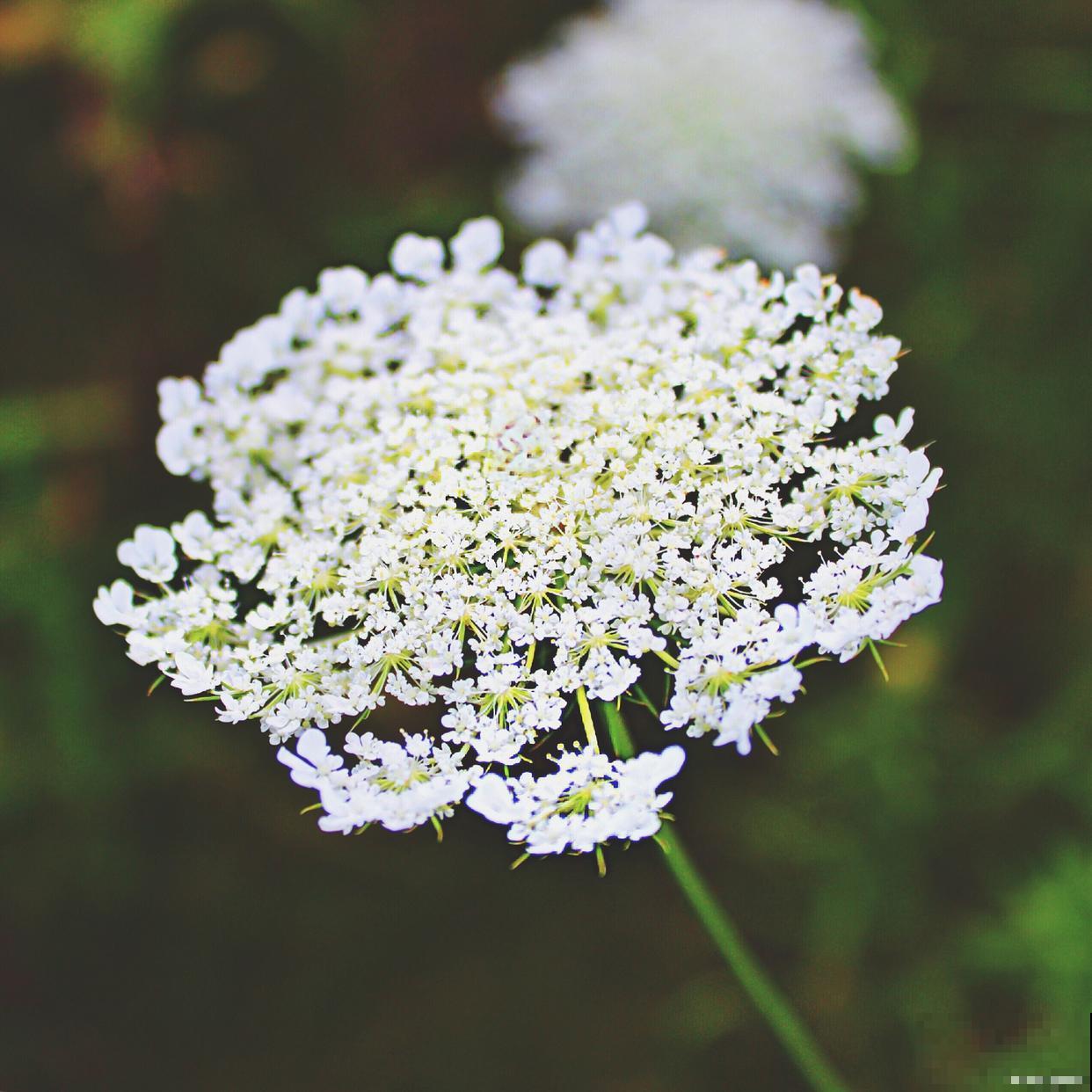 香雪球多久开花？