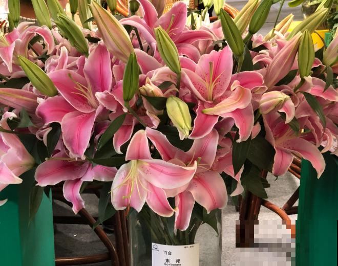 百合花水养，注意这4点，花开时间长