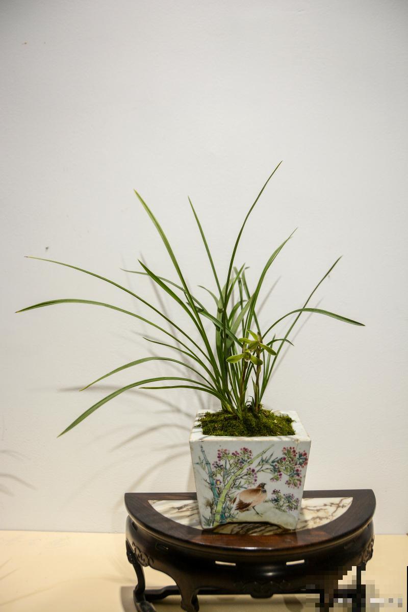 兰草怎么养得好? 兰草怎么养得好?