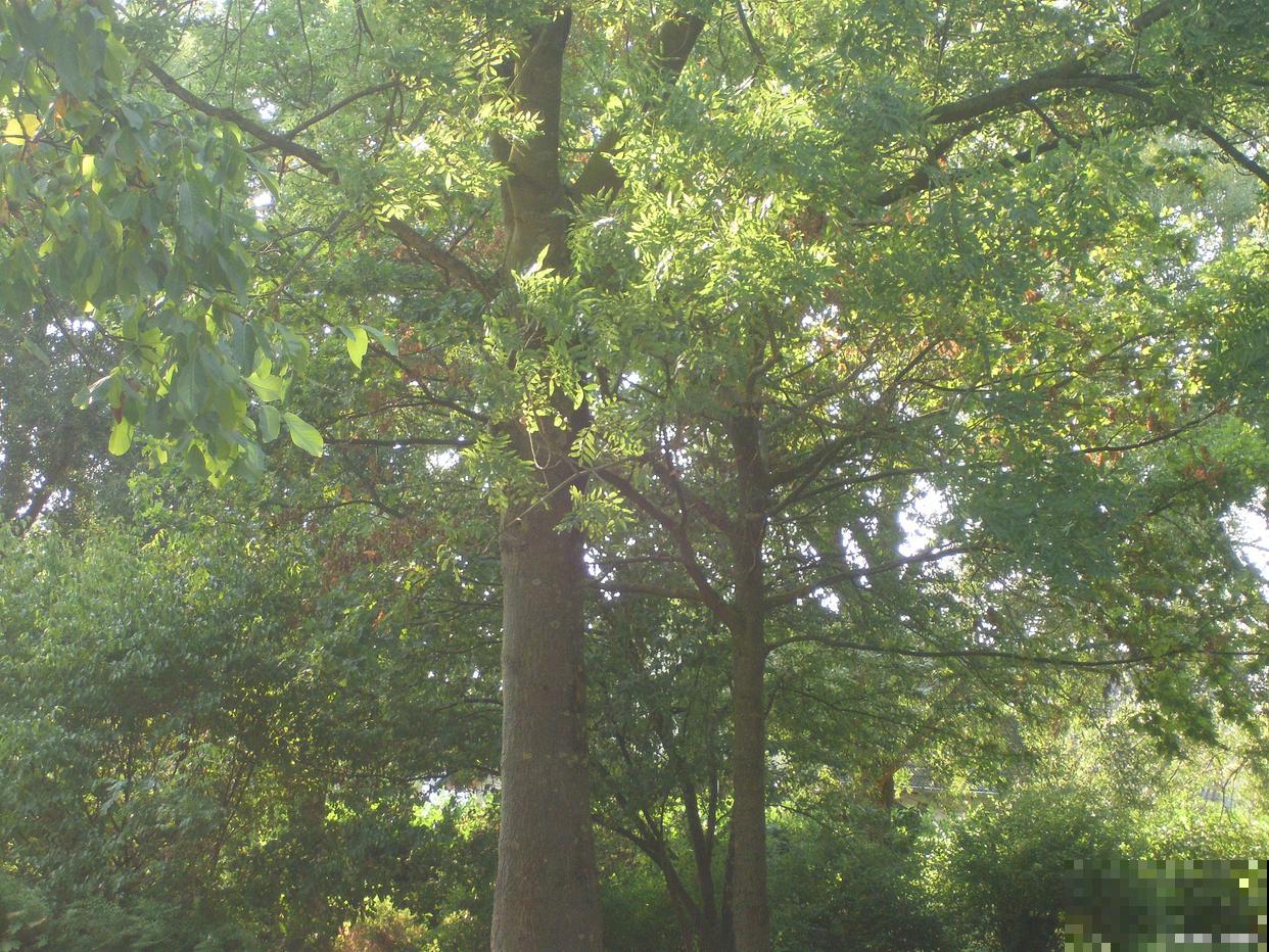 春天移栽香樟树樟树一般多少天可以发芽