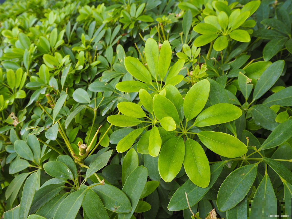 鸭脚木落叶怎么办