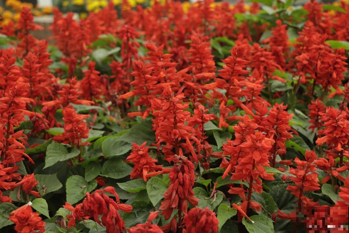 一串红怎么播种？