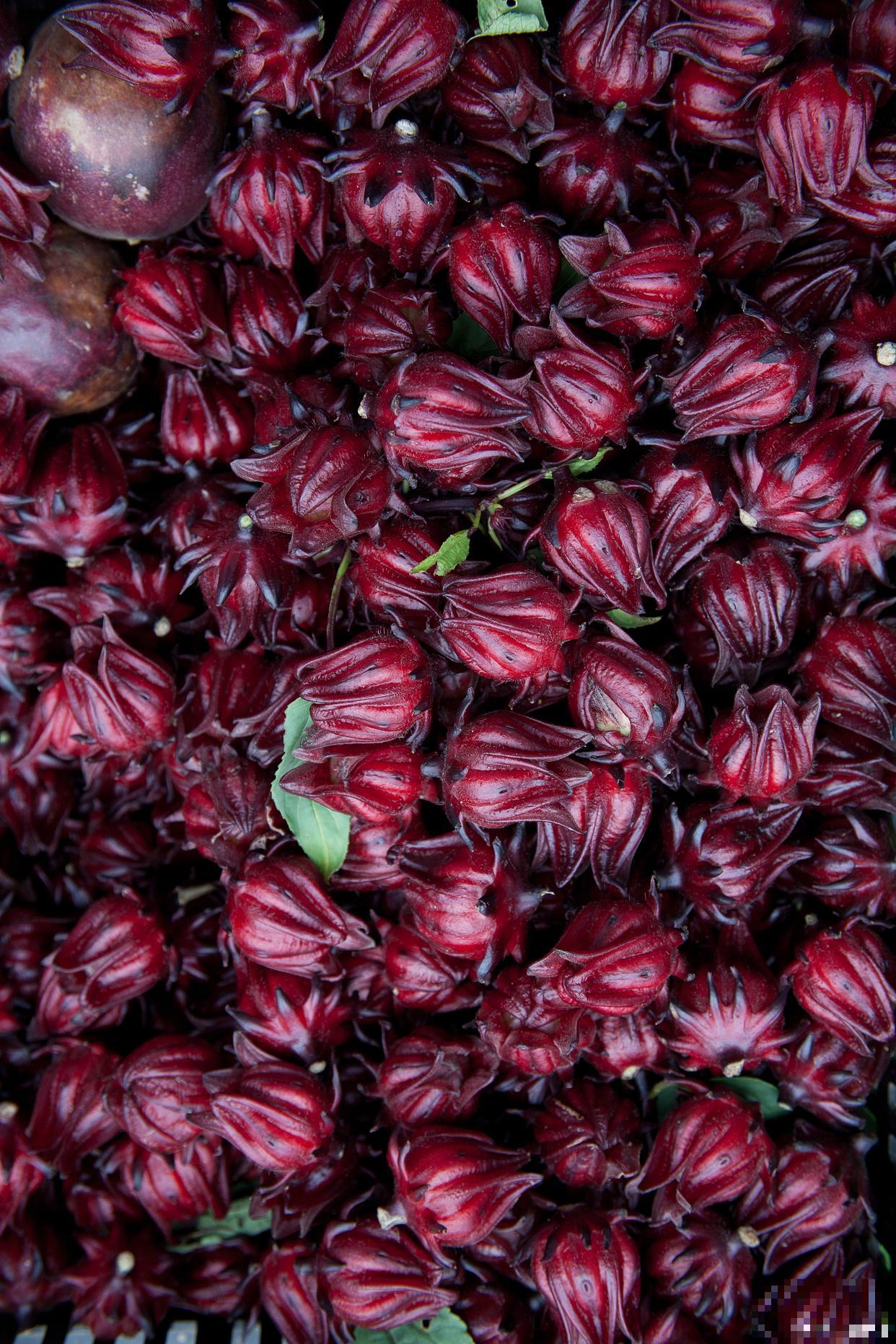 玫瑰茄怎么种植？