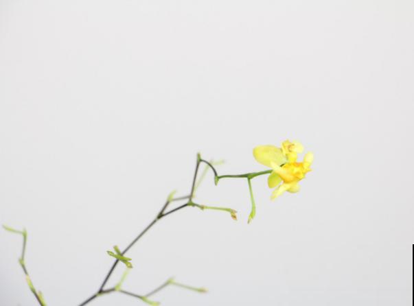 养殖文心兰，注意这3点，开花好看