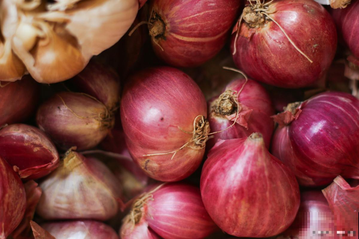 二年生植物有哪些