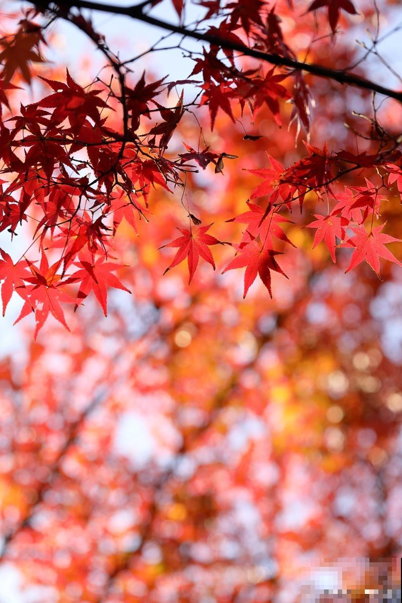 红枫如何修剪的? 红枫如何修剪的?