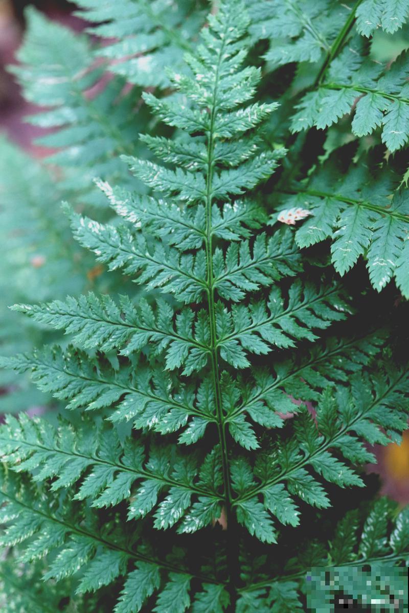 波士顿肾蕨怎么养 波士顿肾蕨怎么养