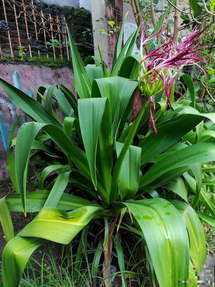 大叶子兰花是什么品种