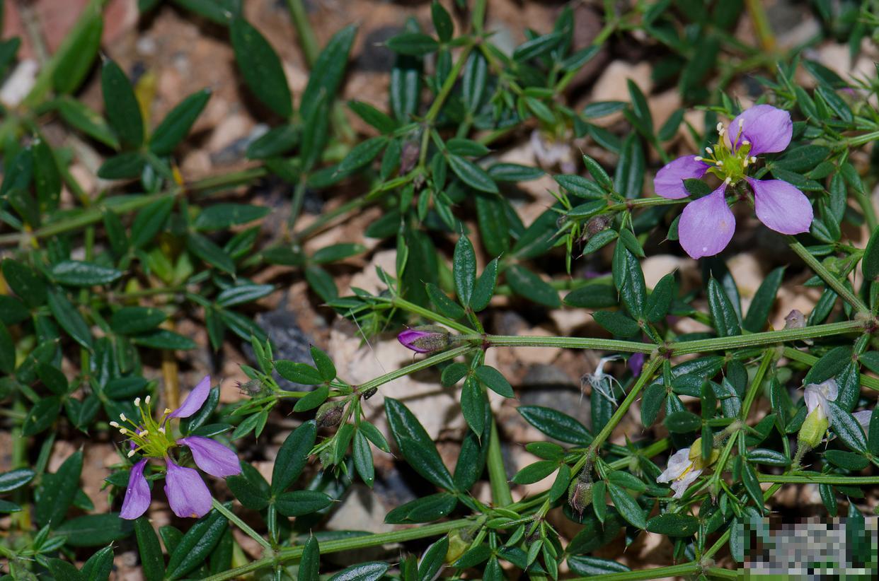 半枝莲什么时候种 半枝莲什么时候种