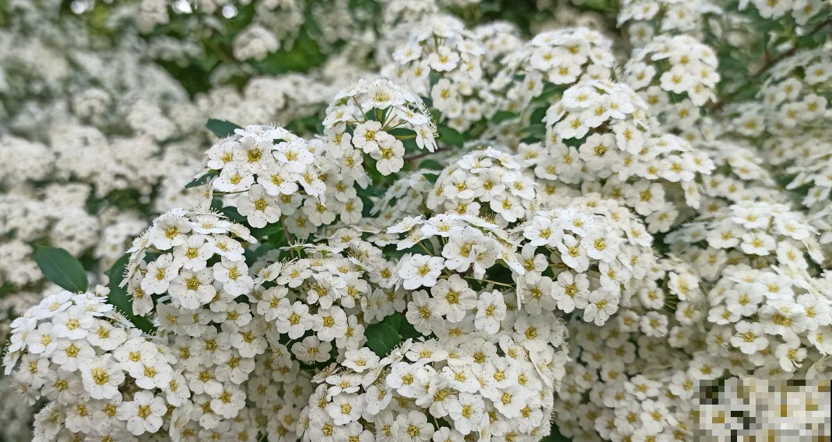 香雪球多久开花？