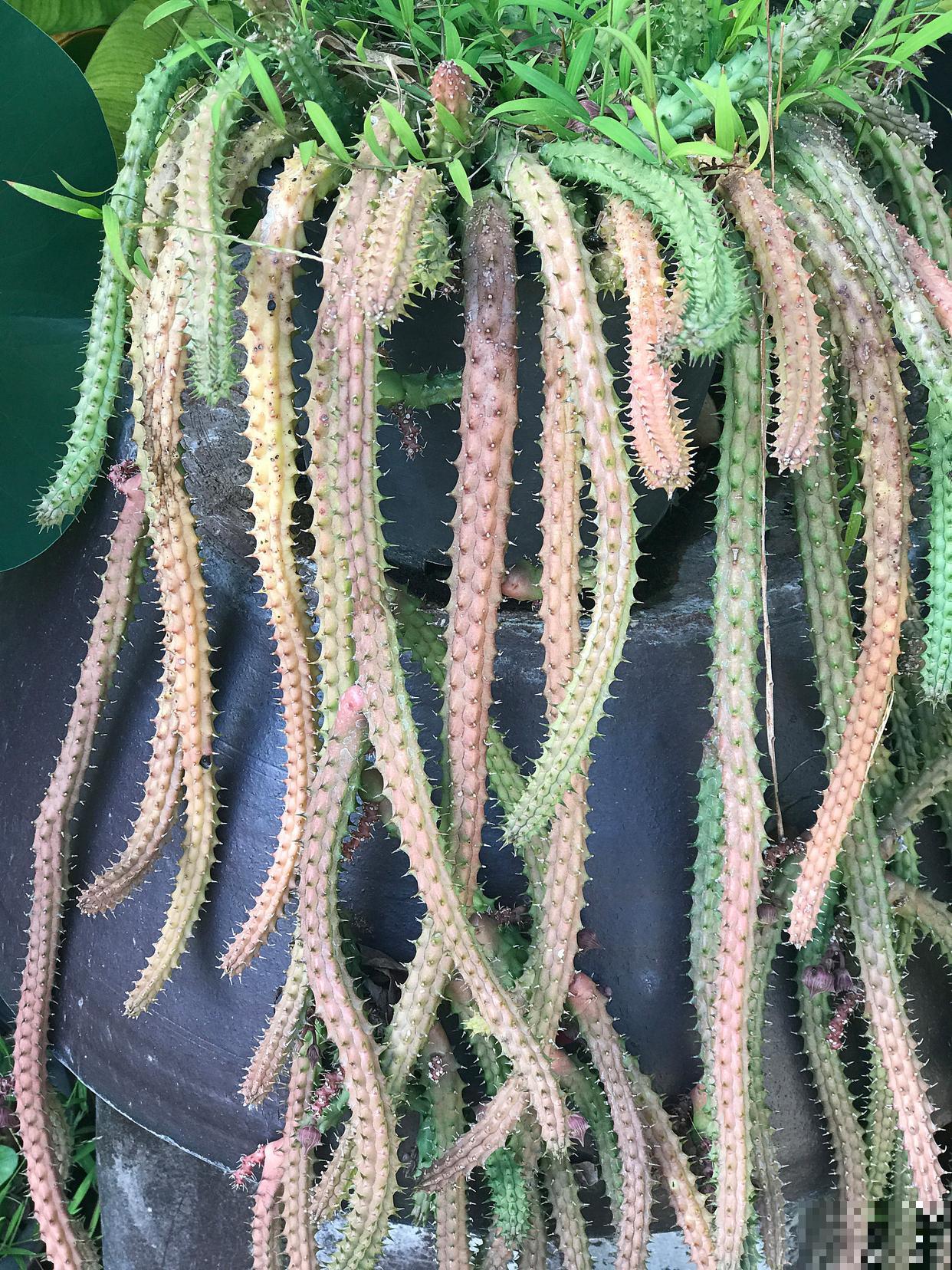 鼠尾仙人掌为什么不开花 鼠尾仙人掌为什么不开花