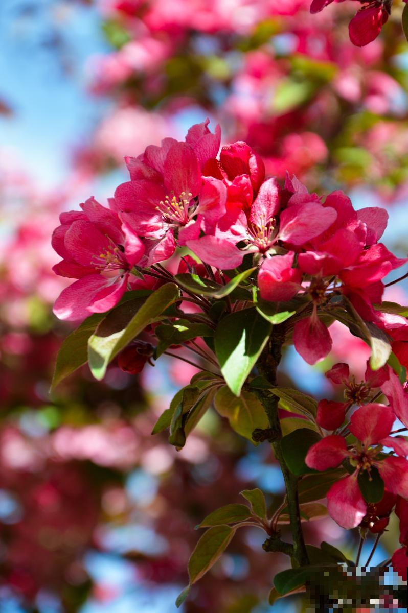 块茎类花卉有哪些 块茎类花卉有哪些