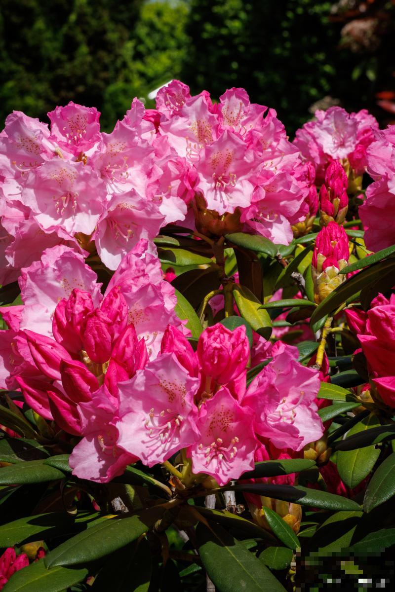 室内盆栽杜鹃花怎么养 室内盆栽杜鹃花怎么养