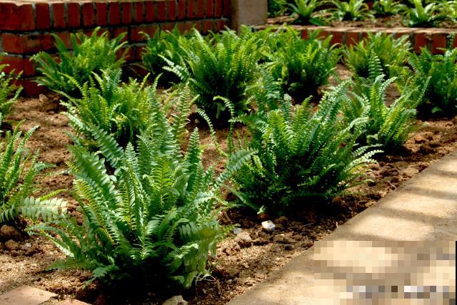 龙骨树怎么养殖? 龙骨树怎么养殖?