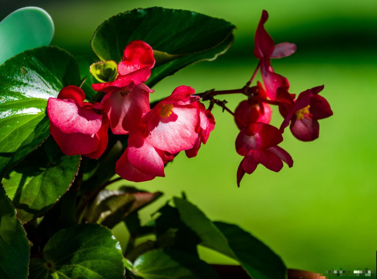 竹节海棠施什么肥