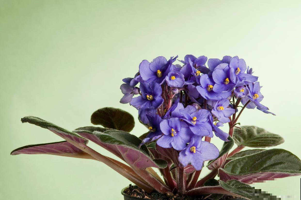 紫罗兰什么时候播种最好