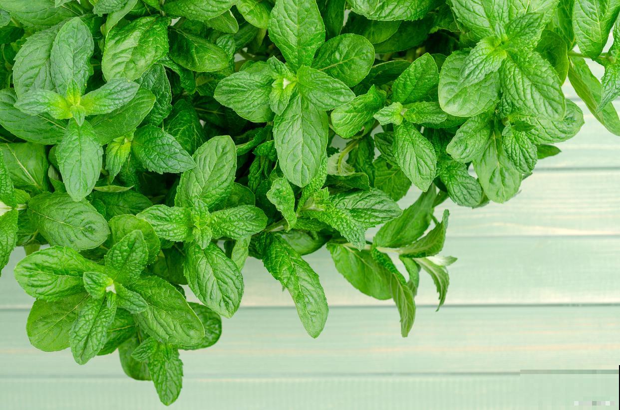 薄荷有虫怎么办? 薄荷有虫怎么办?