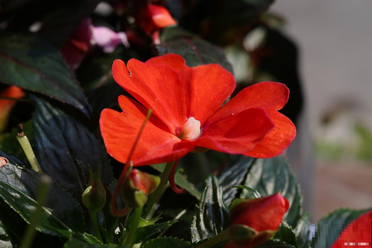 凤仙花施什么肥? 凤仙花施什么肥?