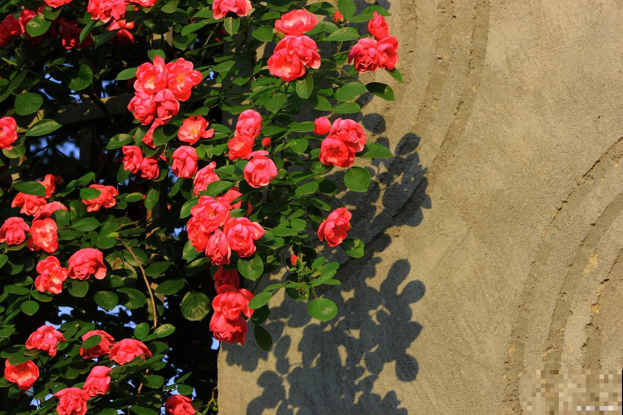 蔷薇花在春天会落叶吗