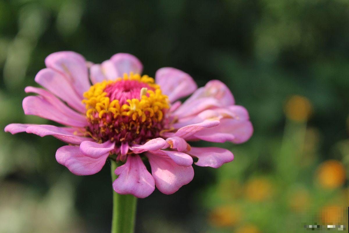 百日草花什么时候播种