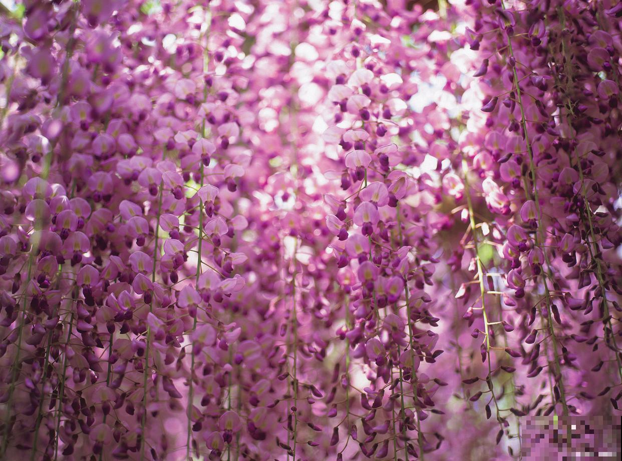 紫藤花为什么不开花 紫藤花为什么不开花