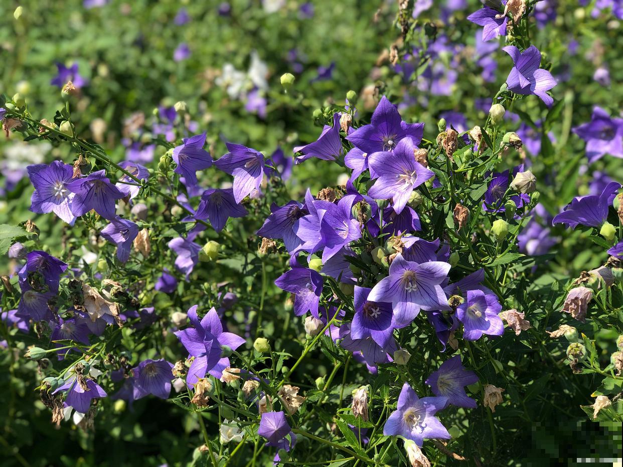 二年生植物有哪些