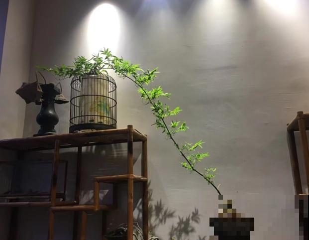 小叶簕竹盆景在家养殖，注意这5点，长势好