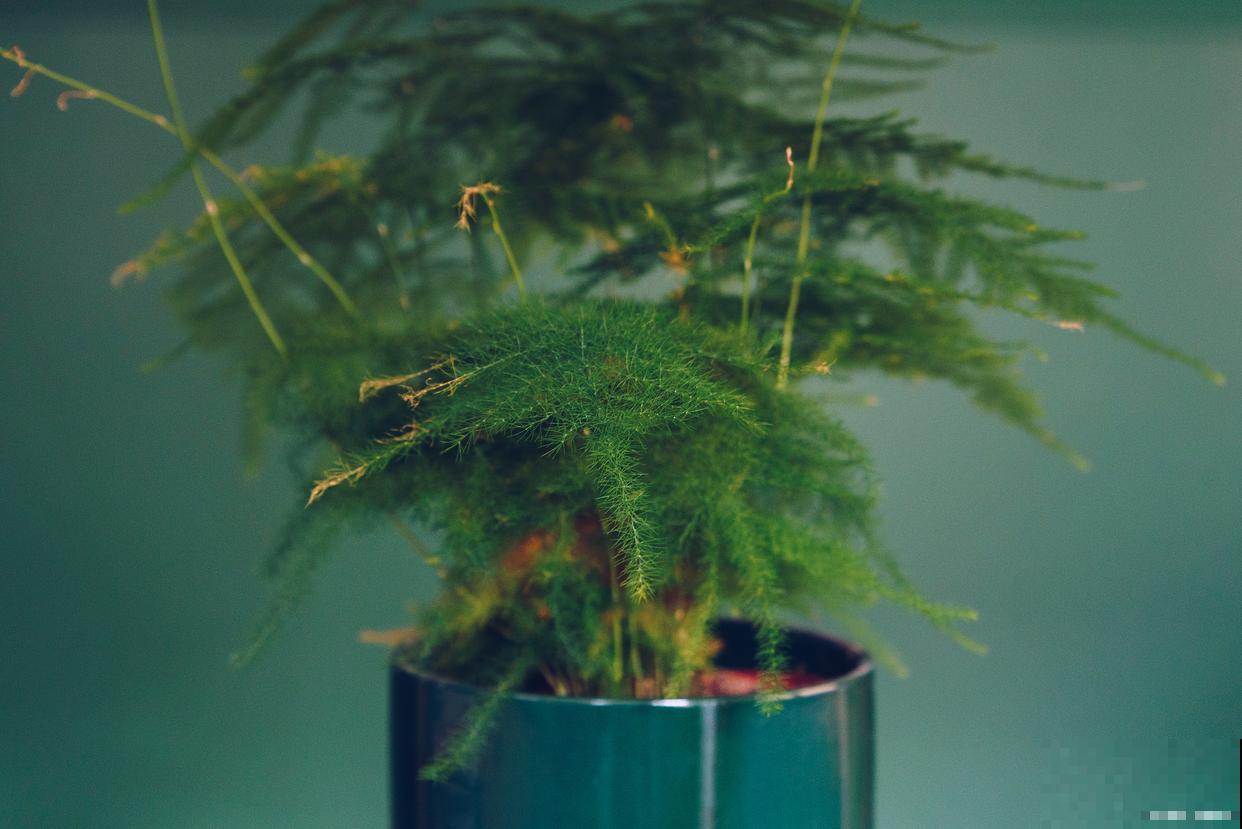 文竹多久浇一次水