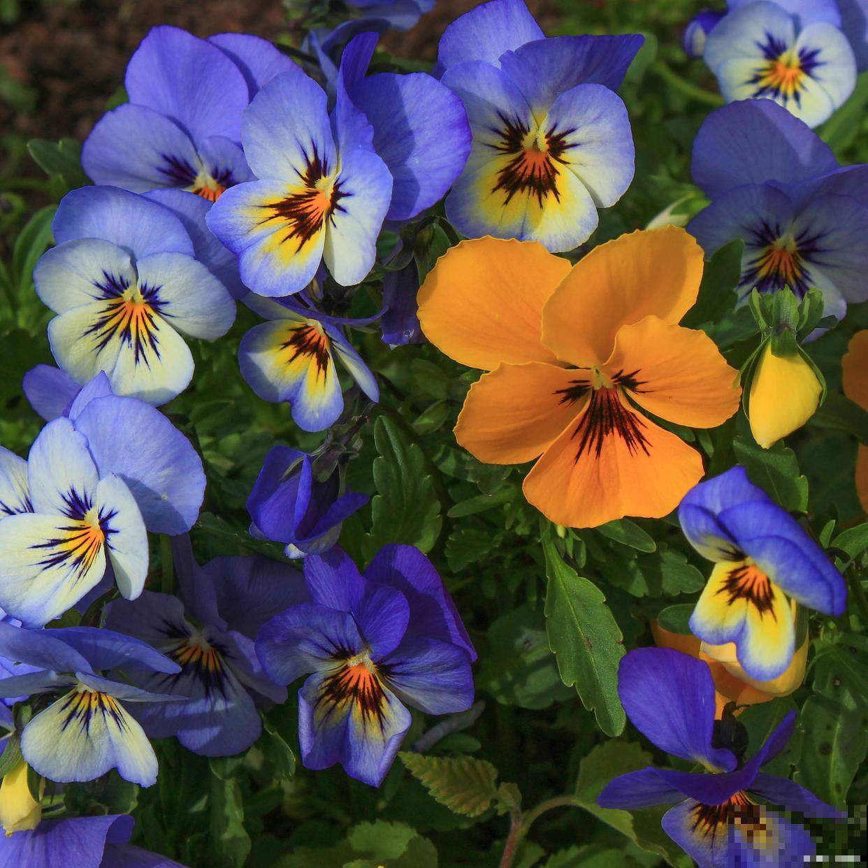 三色堇种子多久发芽 三色堇种子多久发芽