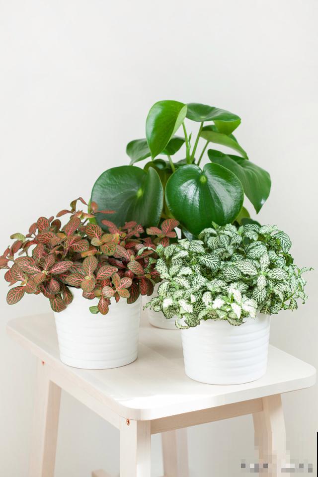 金钱兜多久浇一次水